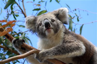 Koalas hautnah auf Raymond Island
